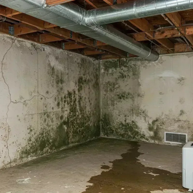 Professional Mold Removal in Taliaferro County, GA